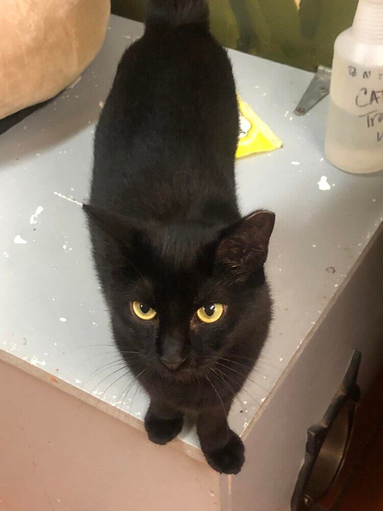 Axel